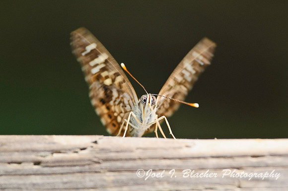 Painted Lady 1, Kennesaw Mtn