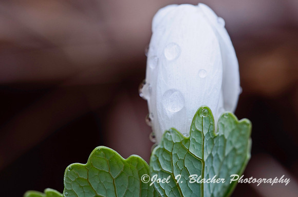 Bloodroot 3.jpg