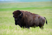 American-Bison-1-Badlands