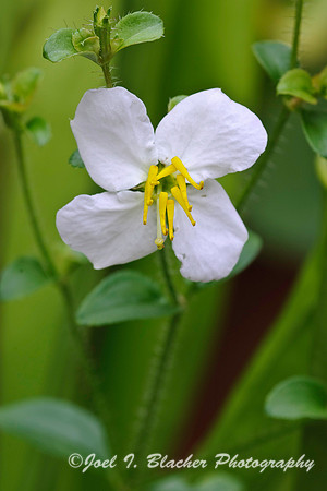 Rhexia virginica 1.jpg