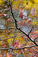 Fall Foliage