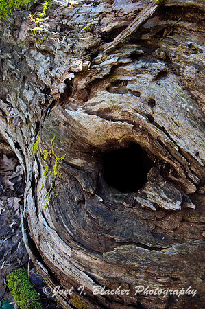 Fallen Tree at Sosbee 1.jpg
