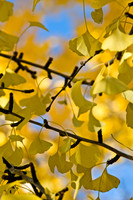 Fall Foliage