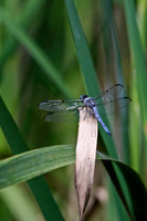 Arachnids, Insects, and Other Inverts