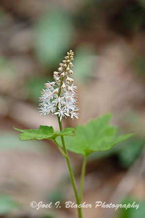 Tiarella cordifolia 1, Sosbee Cove copy