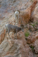 Mammals