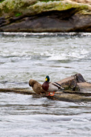 Ducks, Geese, Grebes and related