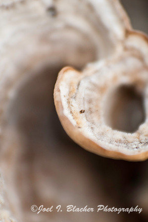 Polypore sp 1.jpg