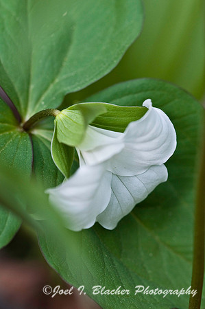 Trillium flexipes 1, Sosbee Cove