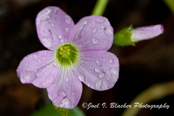 Sorrel sp 2.jpg