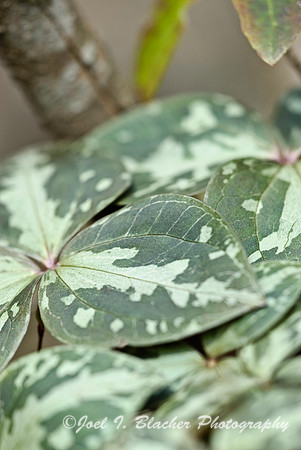 Trailing Trillium Cluster.jpg