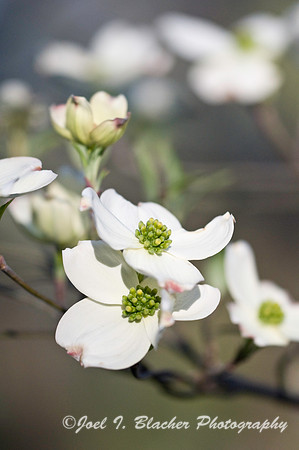 Florida Dogwood, GA