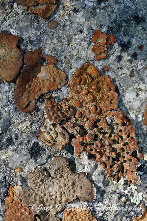 Lichen, Fort Mountain.jpg