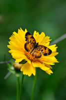 Butterflies and Moths