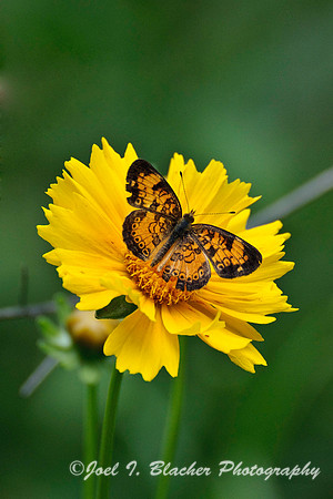 Pearl Crescent Butterfly