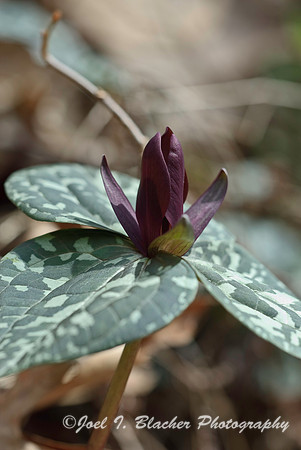 Trailing Trillium.jpg