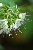 Flowers, Grasses, & Bog Plants