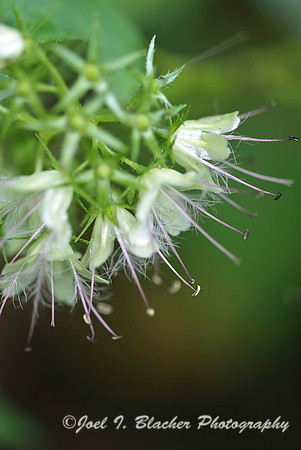 Virginia Waterleaf.jpg