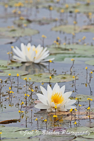 Water Lilly 2, St Marks NWR