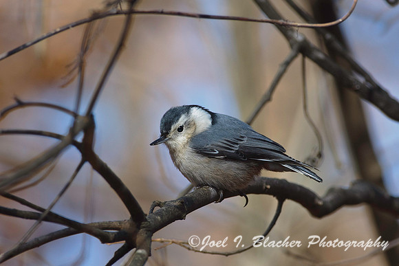 White-Breasted Nuthatch 3, Big Trees FP.jpg