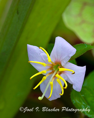Meadow Beauty Rhexia.jpg