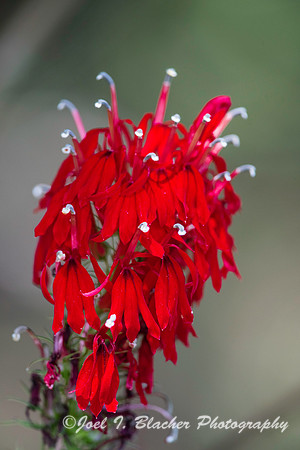 Cardinal Flower-Bull Sluice Lake