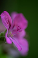 Wild-Gerainium