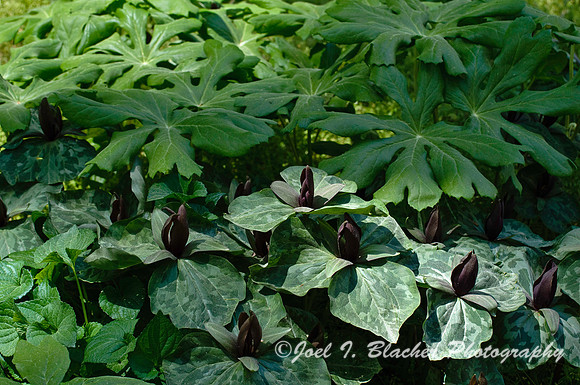 Trillium cuneatum and Podophyllum peltatum, Big Trees FP