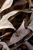 Fall Foliage