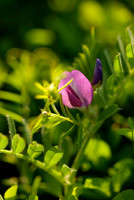 Flowers, Grasses, & Bog Plants