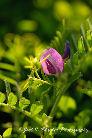 Beach Pea.jpg