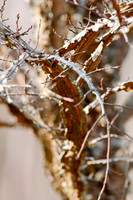 Trees & Shrubs