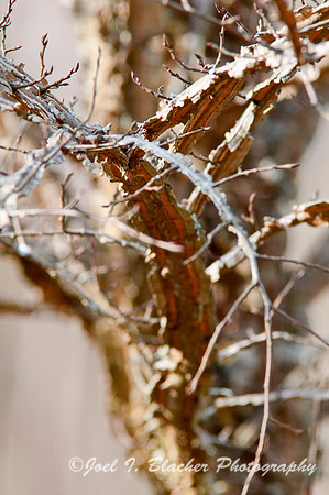 Sweetgum sp.jpg