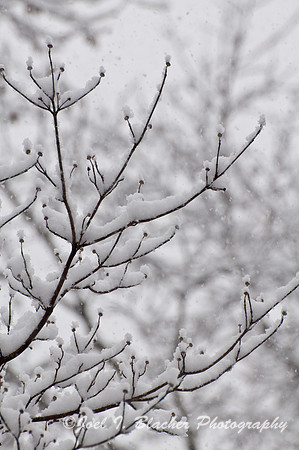 Winter Dogwood.jpg