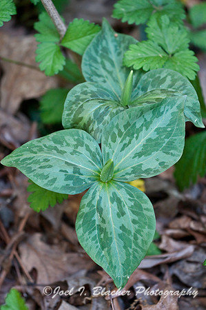 Trillium luteum 4-8