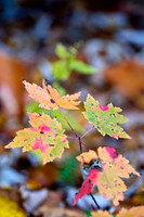 Fall Foliage
