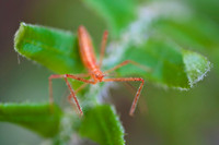 Arachnids, Insects, and Other Inverts