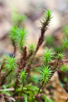 Ferns, Mosses, & Other Woodland Plants