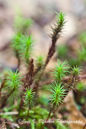 Star Moss, Hemlock Trail.jpg