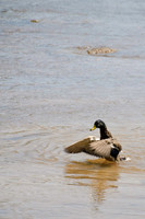 Ducks, Geese, Grebes and related
