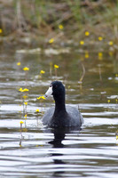 Ducks, Geese, Grebes and related