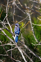 Songbirds