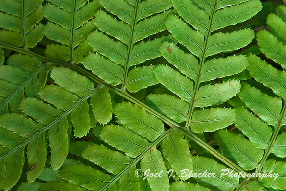 Fern Patterns 1.jpg