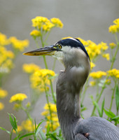 Great-Blue-Heron-Portrait-2-Chatt