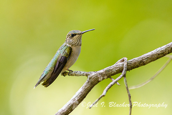 Ruby-throated-Hummingbird-in-Dogwood