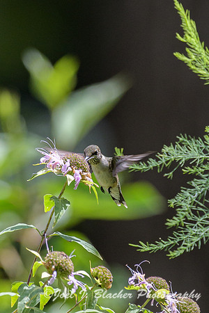 Ruby-throated-Hummingbird-on-Bergamot