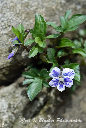 Glade Violet.jpg