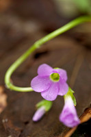 Flowers, Grasses, & Bog Plants