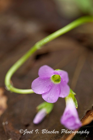 Sorrel sp.jpg