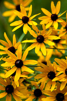 Flowers, Grasses, & Bog Plants